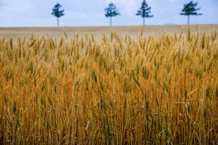 小麦が人体にもたらす悪影響